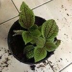 Pilea mollis Frunză