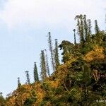 Araucaria bernieri Habit