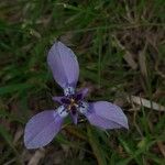 Herbertia lahue Lorea