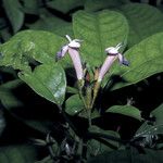 Vitex triflora ফুল