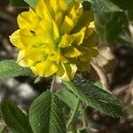 Trifolium boissieri Flower
