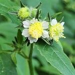 Polymnia canadensis Flower