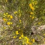 Senna artemisioides Flower