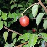 Prunus ilicifolia Fruit