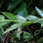 Angraecum angustipetalum Habit