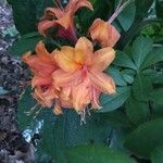 Rhododendron calendulaceum Fula