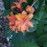 Rhododendron calendulaceum Fleur