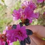 Rhododendron kiusianum 花