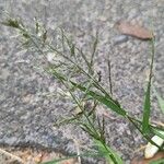 Eragrostis multicaulis