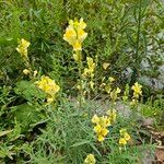 Linaria vulgarisFlor