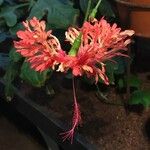 Hibiscus schizopetalus Blomma