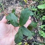 Quercus fusiformis Leaf