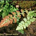 Woodsia alpina その他の提案
