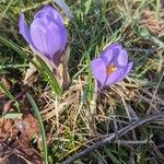 Crocus vernus花