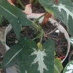 Syngonium wendlandii Leaf