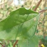 Viguiera dentata Leaf