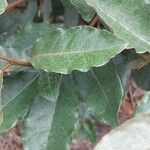 Elaeagnus macrophylla ഇല