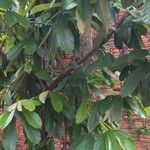 Theobroma grandiflorum Hoja