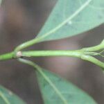 Faramea occidentalis Leaf