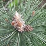 Pinus nigra ফল