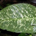 Dieffenbachia grayumiana পাতা