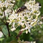 Cornus sanguinea പുഷ്പം