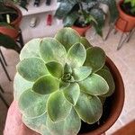 Aeonium aureum Leaf