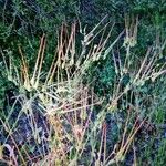 Erodium botrys 整株植物
