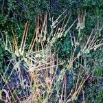 Erodium botrys Habitat