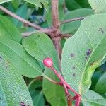 Photinia fraseri 果實