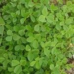 Medicago coronata Leaf