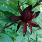 Calycanthus floridusFlower