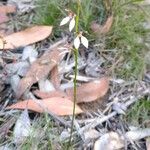 Eriochilus cucullatus