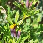 Tagetes multiflora Квітка