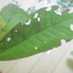 Isertia spiciformis Leaf
