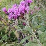 Vernonia missuricaKukka