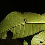 Couma guianensis Leaf