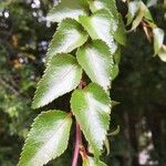 Nothofagus nitida अन्य