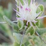 Centaurea bruguieriana Kvet