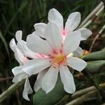 Rhododendron konori ফুল