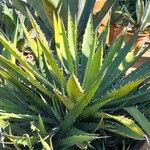 Agave xylonacantha Habitatea