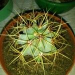 Ferocactus emoryiЛист