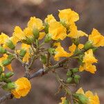 Pterocarpus angolensis Flor