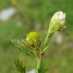 Matricaria discoidea Flor