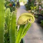 Stapelia gigantea Blad