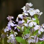 Orychophragmus violaceus Flower