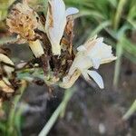 Polianthes tuberosa Virág