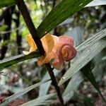 Cochliasanthus caracalla Flower
