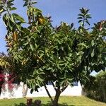 Ficus elastica List