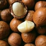 Macadamia integrifolia ᱡᱚ